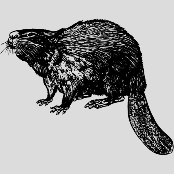 BEAVER02 Thumbnail
