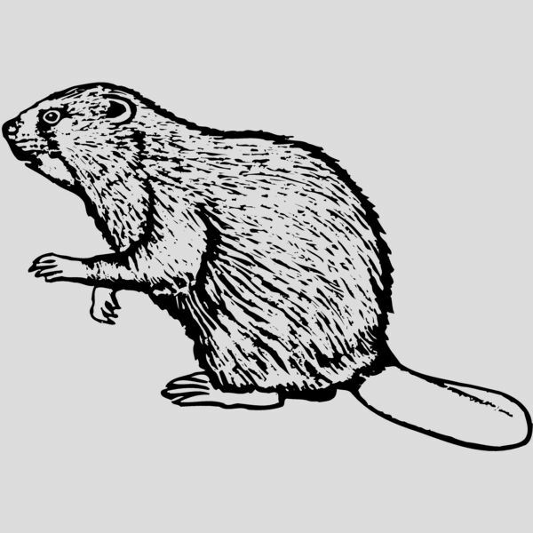 BEAVER03 Thumbnail